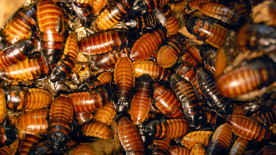 An intrusion of cockroaches. An intrusion of cockroaches.